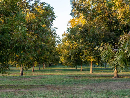 A Deep Dive into Pecans